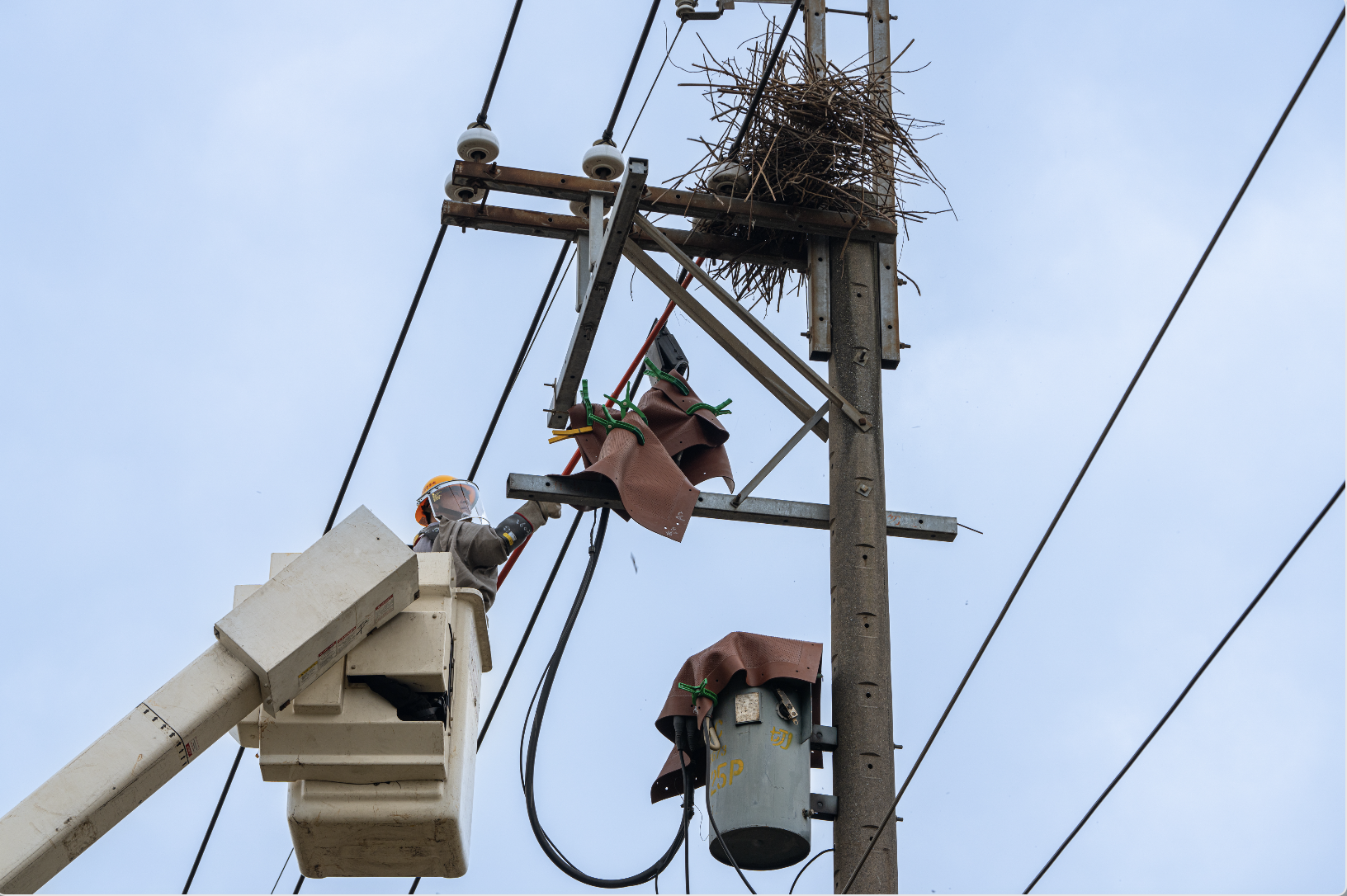 驚蟄開始的3、4月期間,是台電第一線同仁化身移巢大隊的關鍵時刻, 如2024年3、4月期間鳥獸引起停電達232件,是同年1、2月的3倍以上,而今年光1、2月台電已摘除超過1200個築在電力設施上的鳥巢,避免衍生停電,圖為今日台電同仁摘除鳥巢作業。
