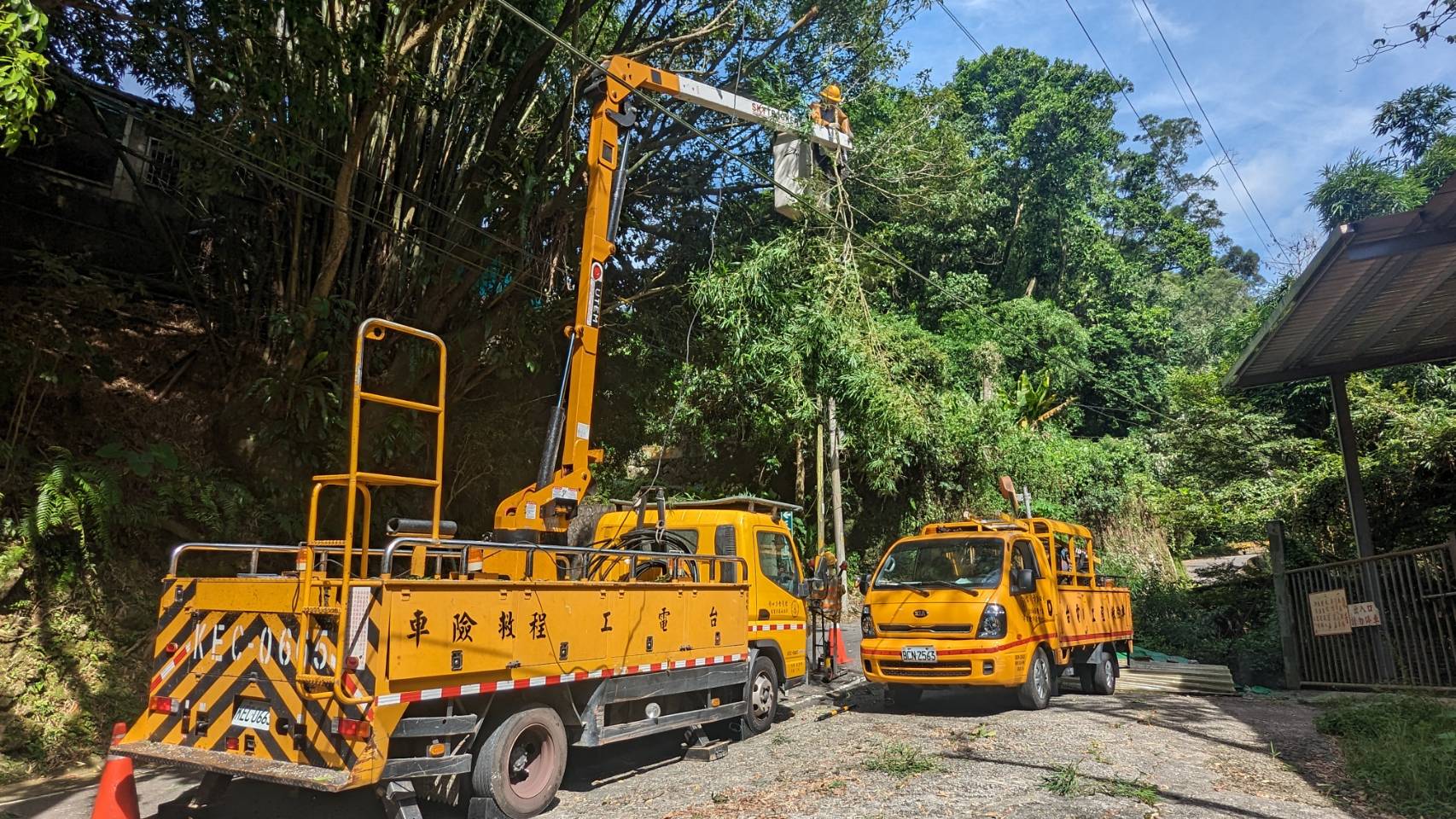 台電汲取過往颱風經驗，及早進行樹木修剪以降低可能災害。